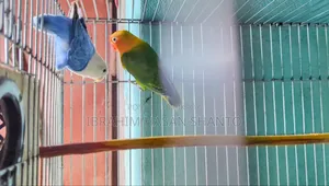 Lovebird Pair