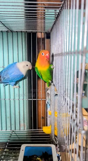 Lovebird Pair
