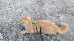 6-12 Months Female Purebred Persian