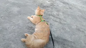 6-12 Months Female Purebred Persian
