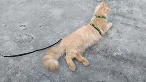6-12 Months Female Purebred Persian