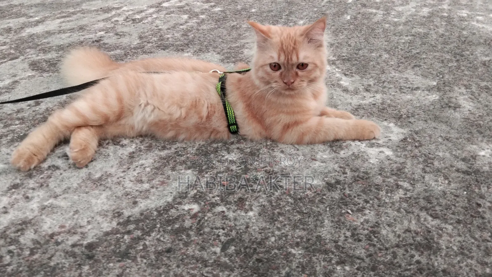 6-12 Months Female Purebred Persian