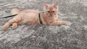6-12 Months Female Purebred Persian