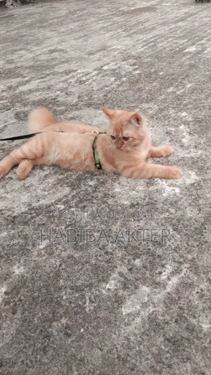 6-12 Months Female Purebred Persian