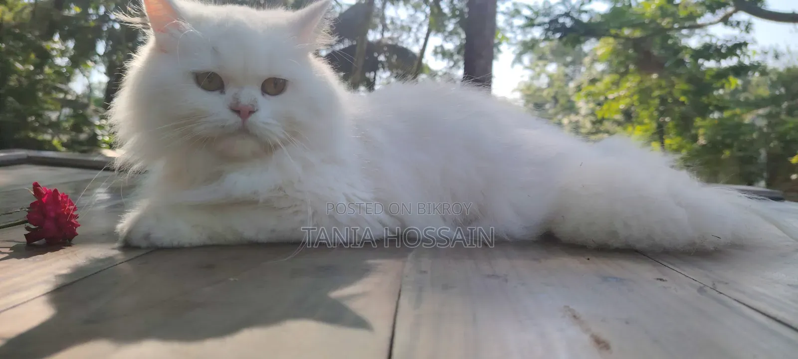 6-12 Months Male Purebred Persian