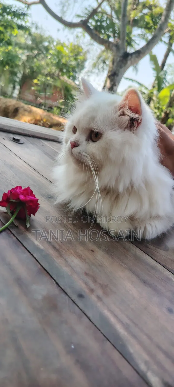 6-12 Months Male Purebred Persian