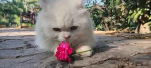 6-12 Months Male Purebred Persian