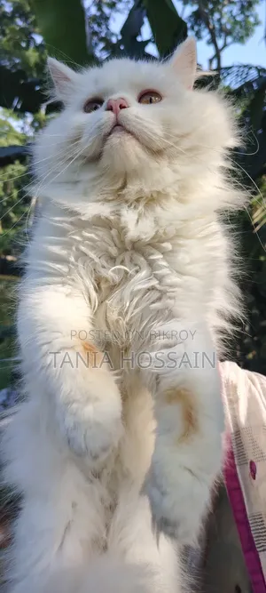 6-12 Months Male Purebred Persian