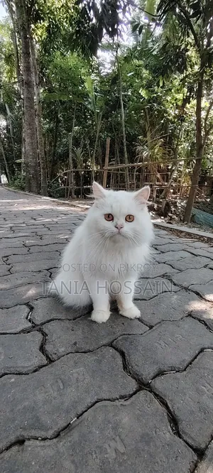 6-12 Months Male Purebred Persian