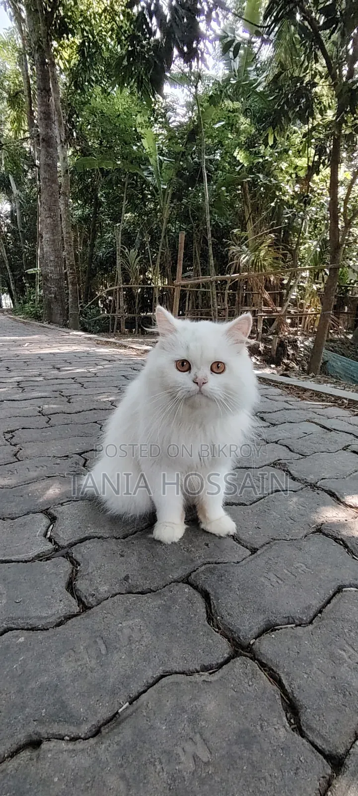 6-12 Months Male Purebred Persian