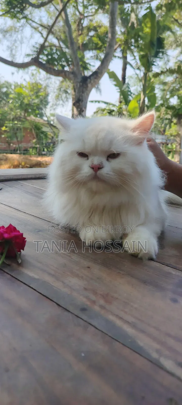 6-12 Months Male Purebred Persian