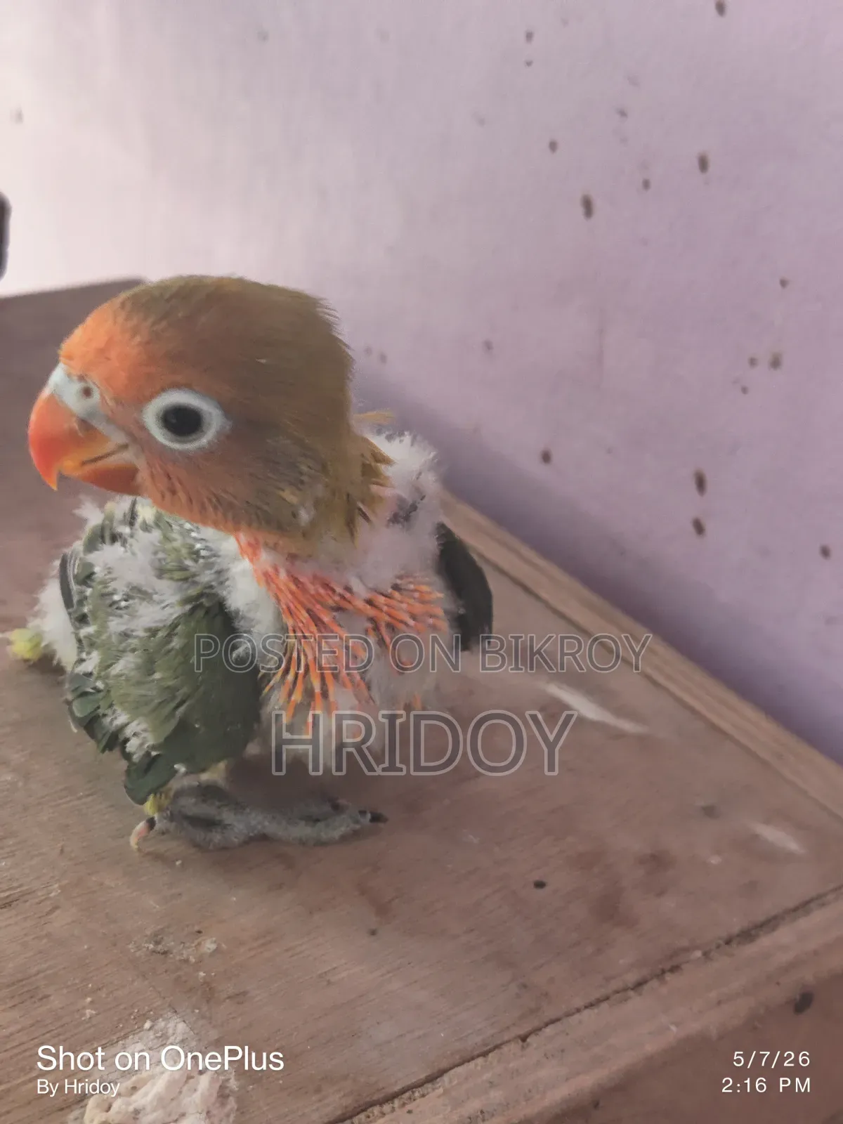Love Bird Baby
