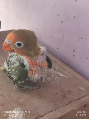 Love Bird Baby