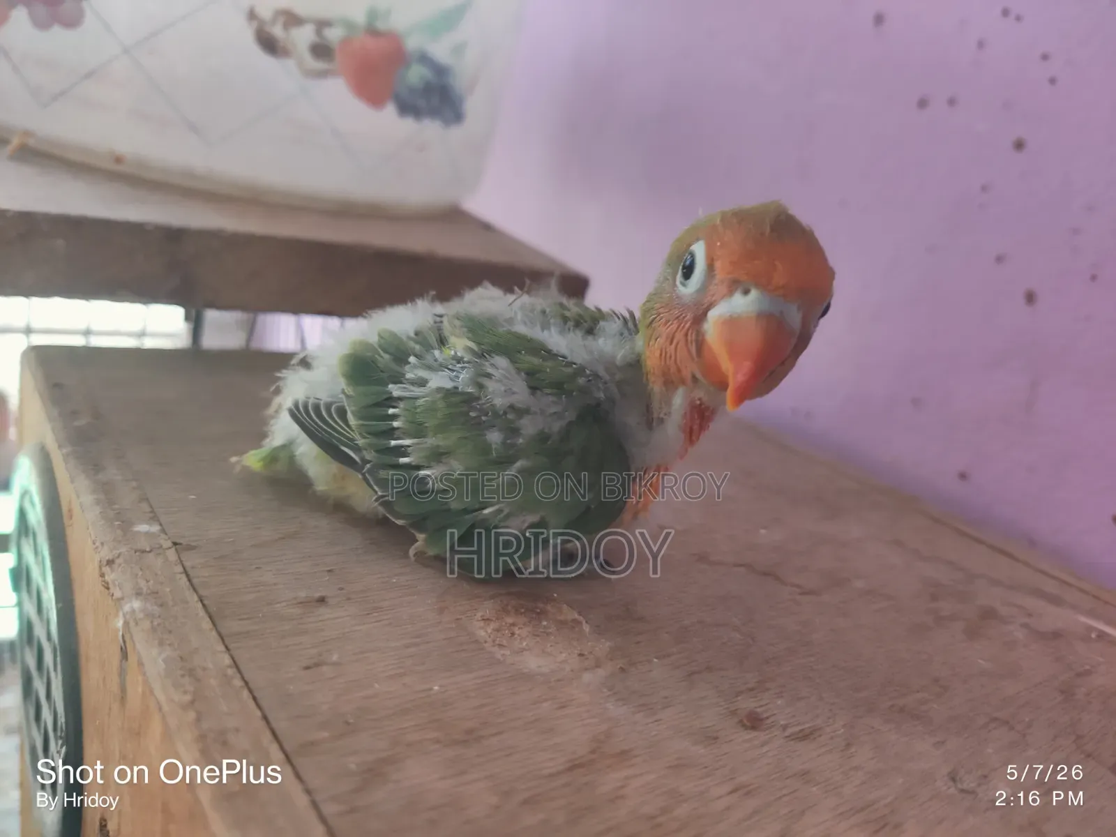 Love Bird Baby