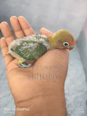 Love Bird Baby