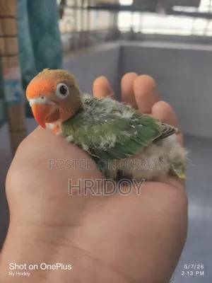 Love Bird Baby