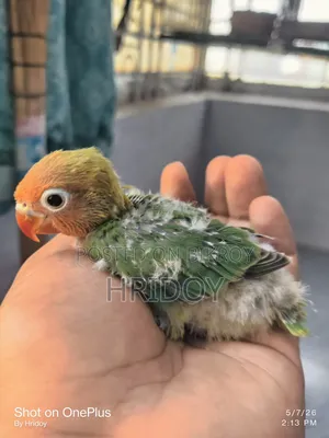 Love Bird Baby