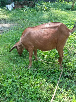 বাচ্চা সহ ছাগল বিক্রয়
