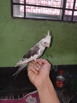 Cockatiel at a Low Price