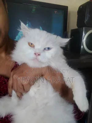 6-12 Months Female Purebred Persian