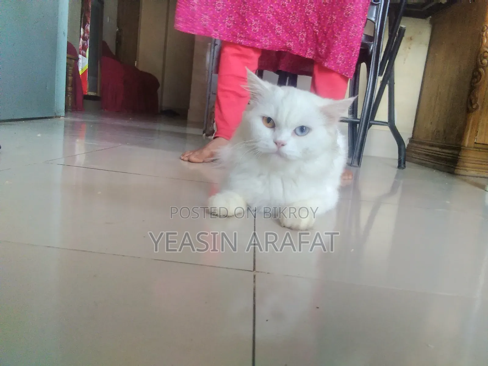 6-12 Months Female Purebred Persian