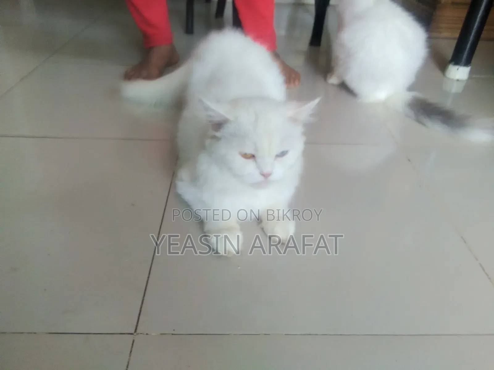 6-12 Months Female Purebred Persian