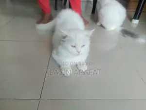 6-12 Months Female Purebred Persian