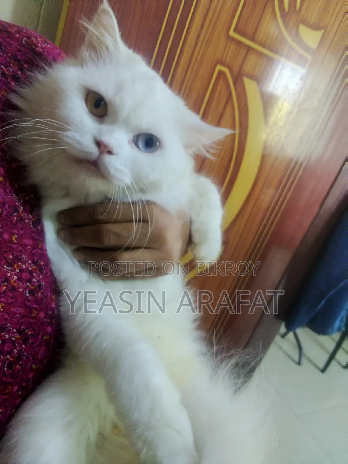 6-12 Months Female Purebred Persian