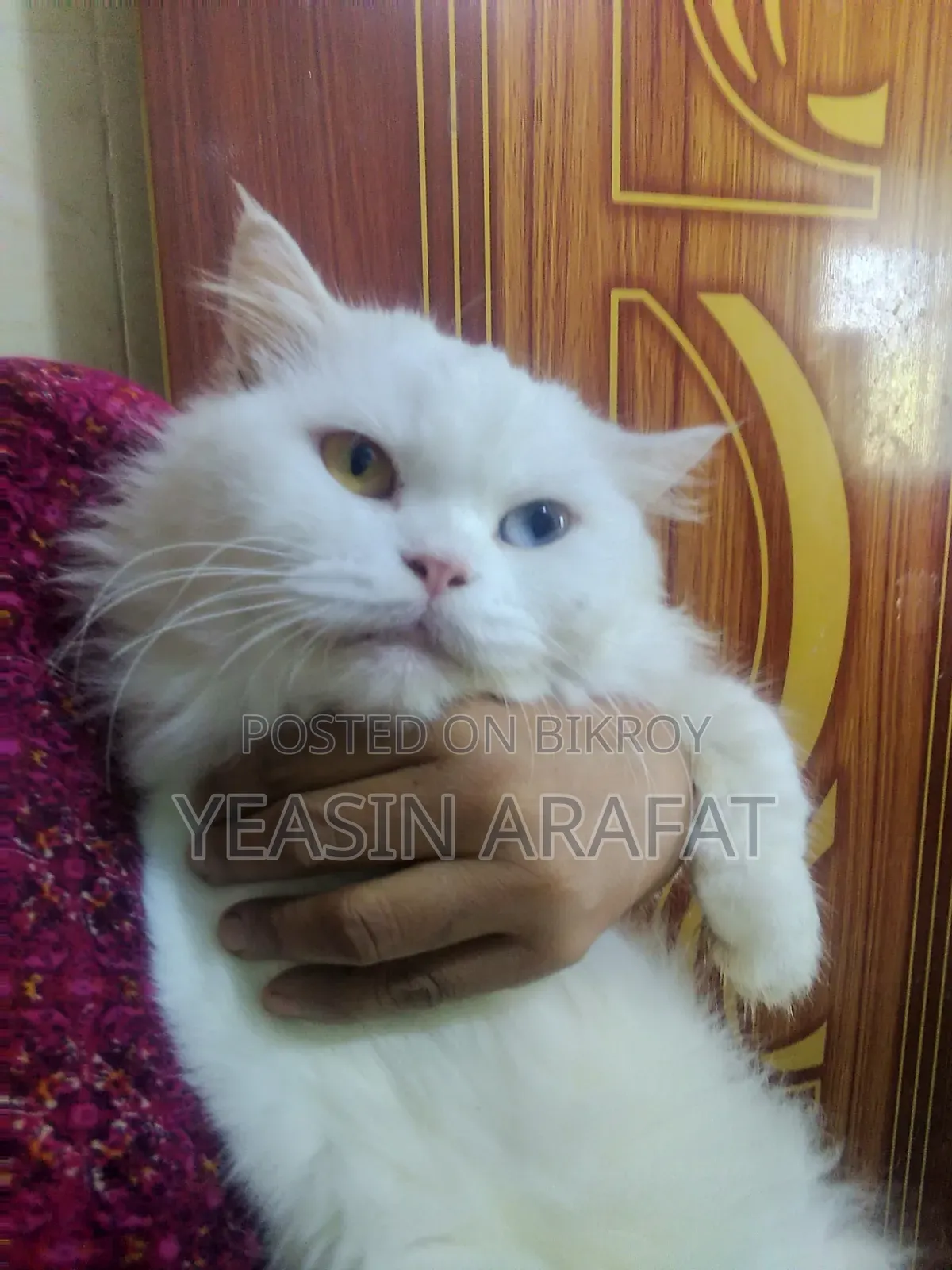 6-12 Months Female Purebred Persian