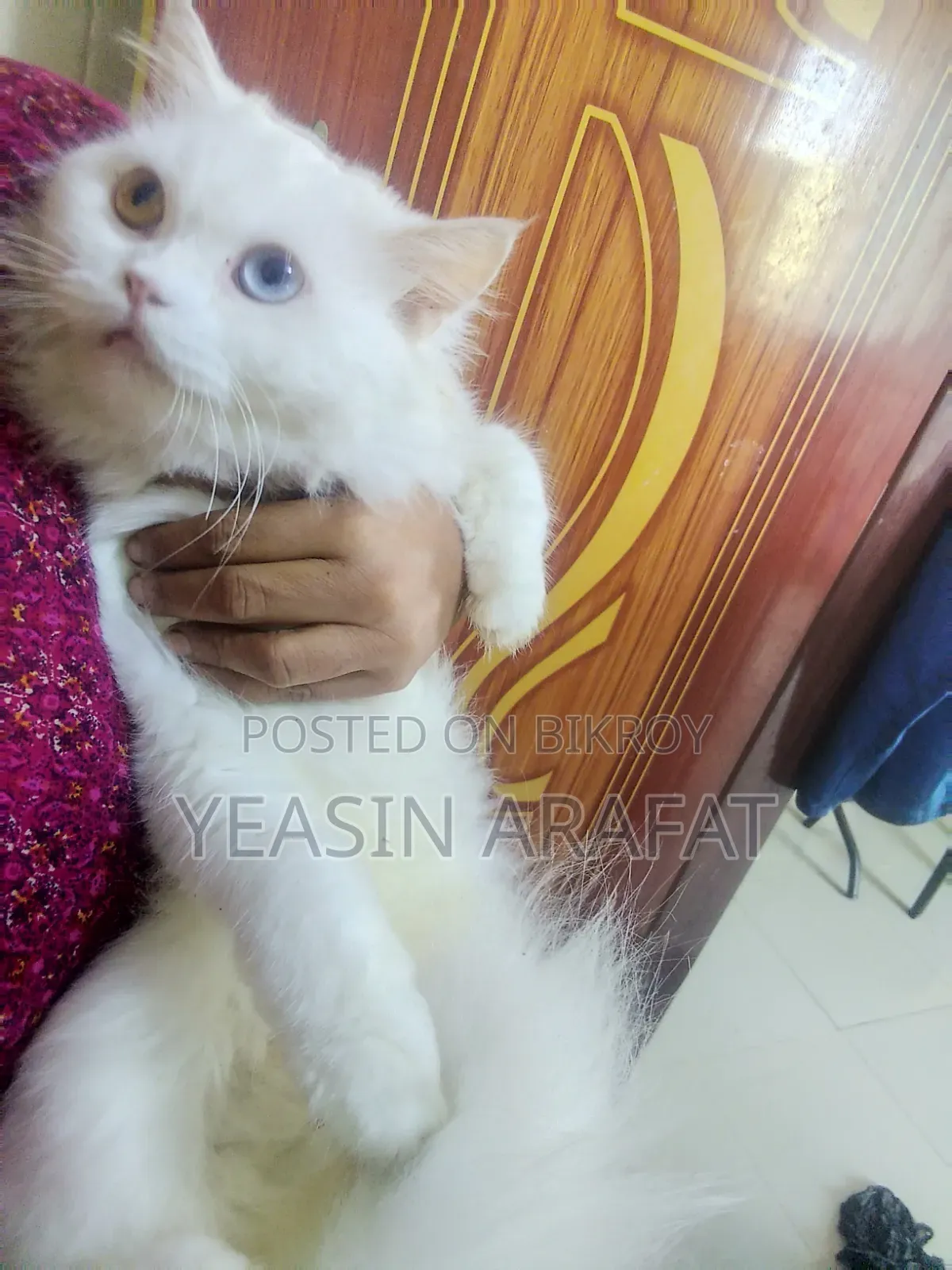6-12 Months Female Purebred Persian