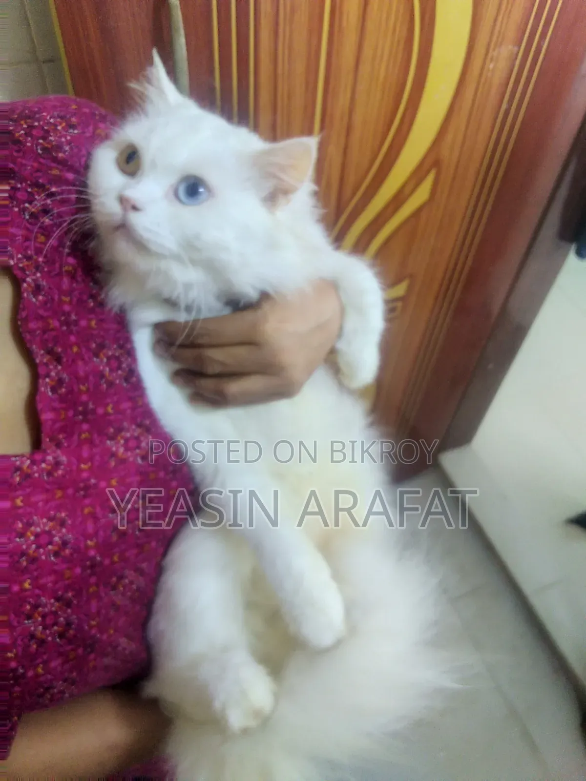 6-12 Months Female Purebred Persian