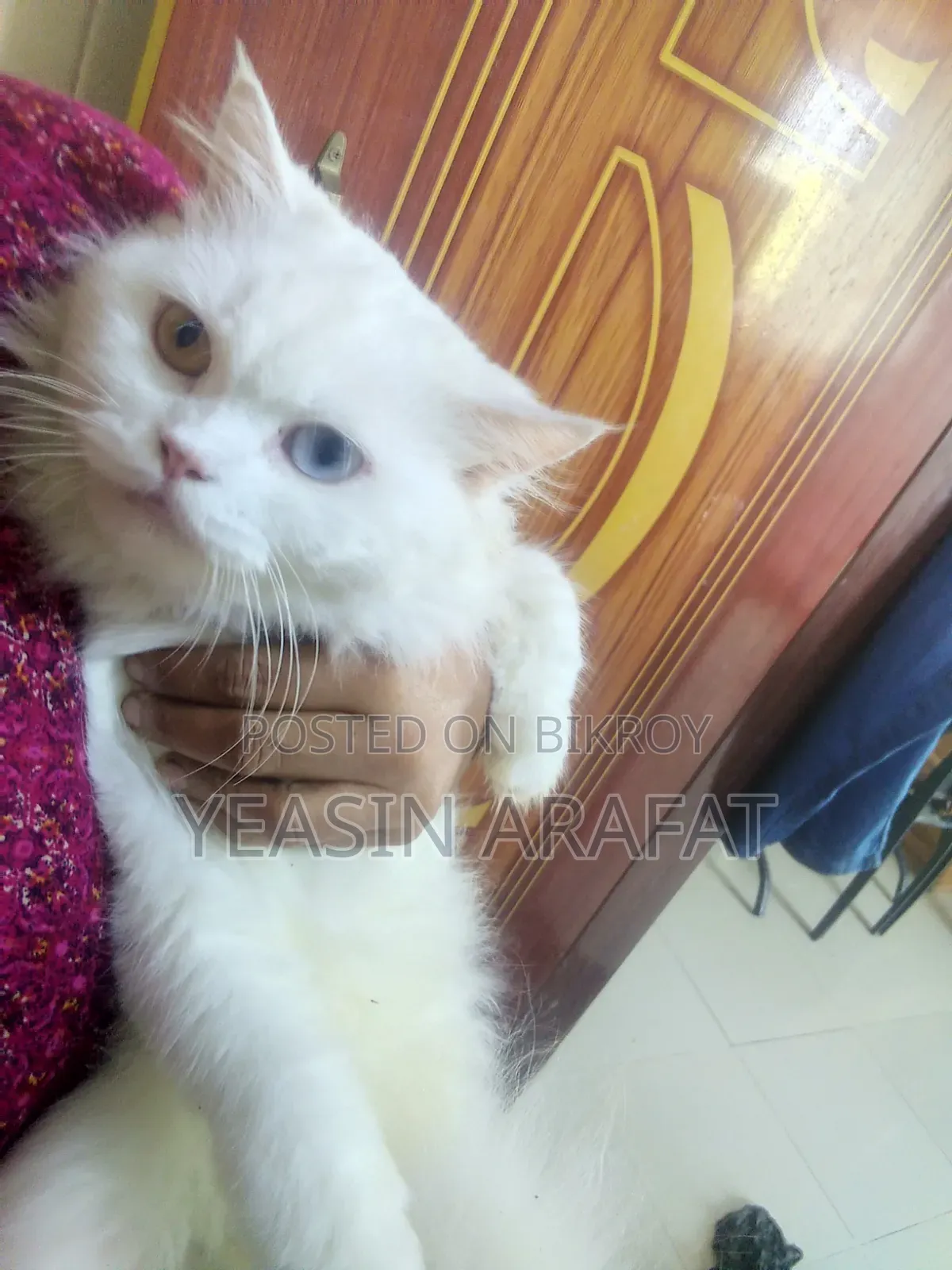 6-12 Months Female Purebred Persian
