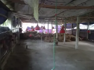 Farm for Sale
