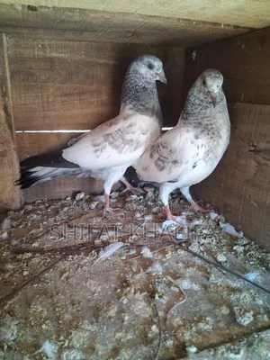 Bagha Pigeon