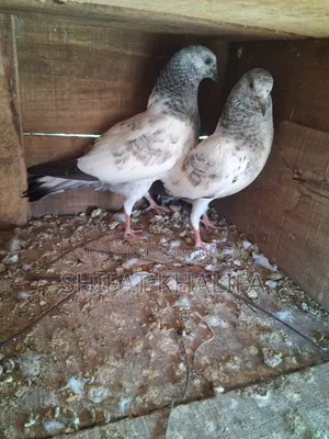 Bagha Pigeon