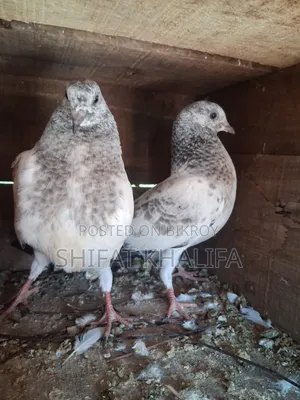 Bagha Pigeon