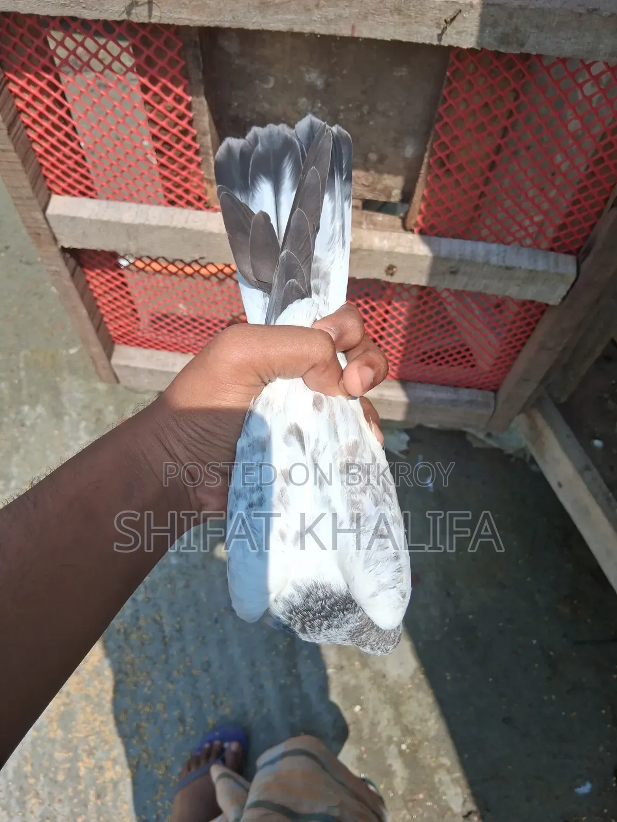 Bagha Pigeon
