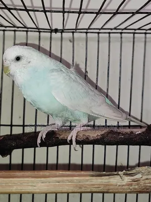 Adult Breeding Fit Female Budgerigar
