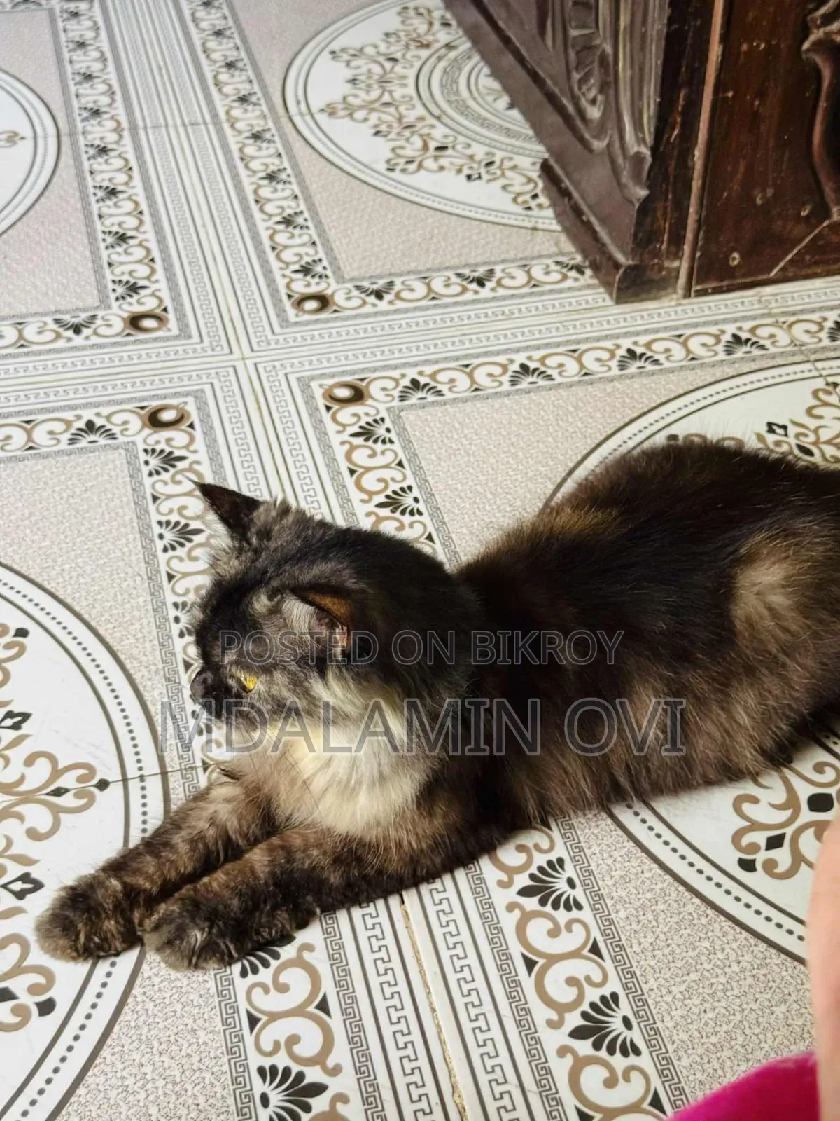 1+ Year Female Purebred Persian