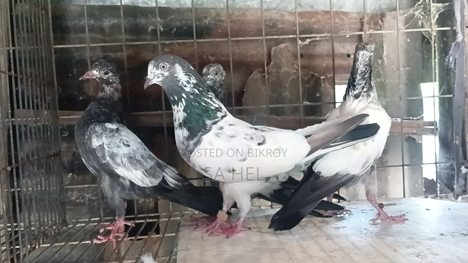 Teddy Pigeons