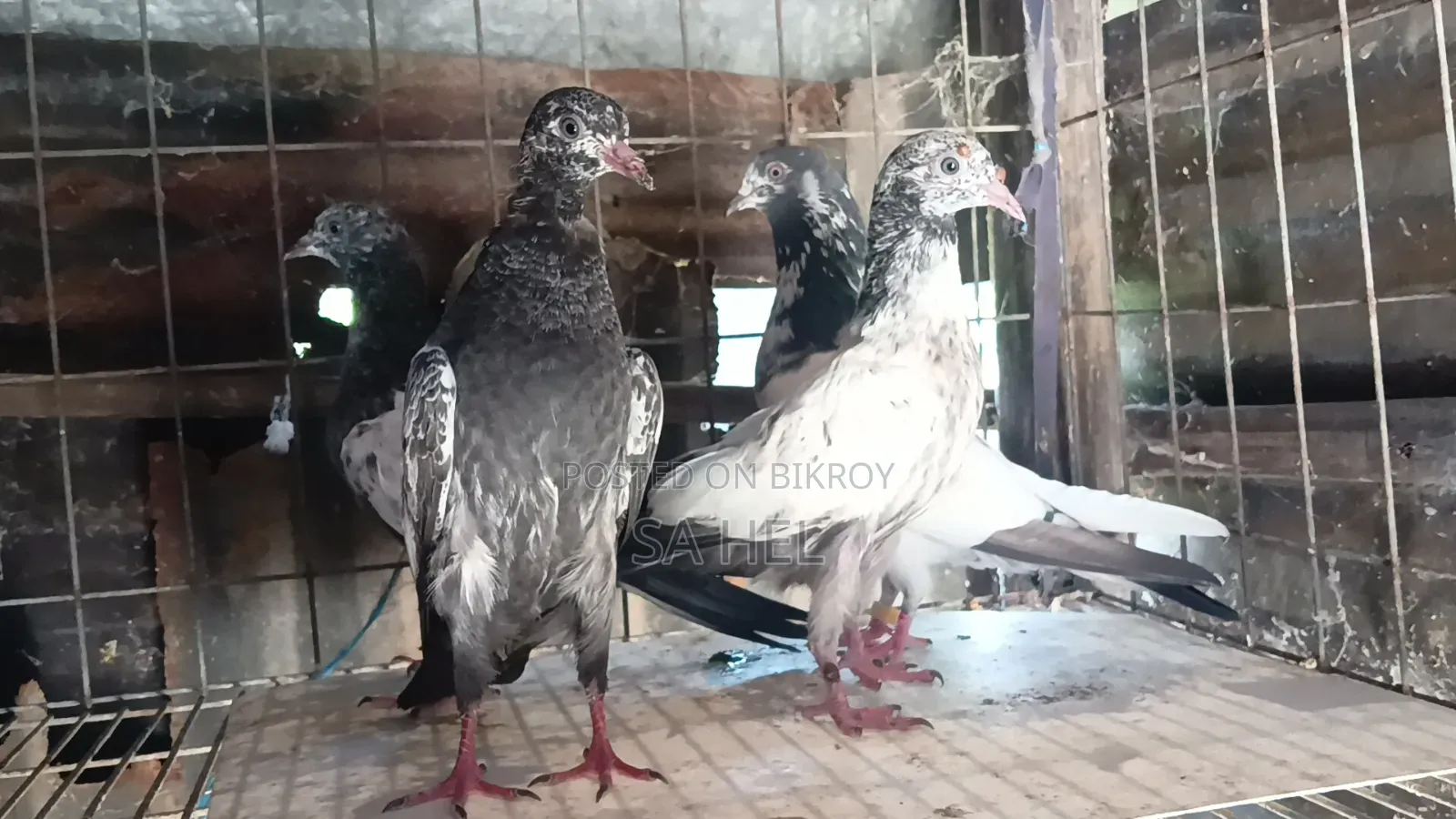 Teddy Pigeons