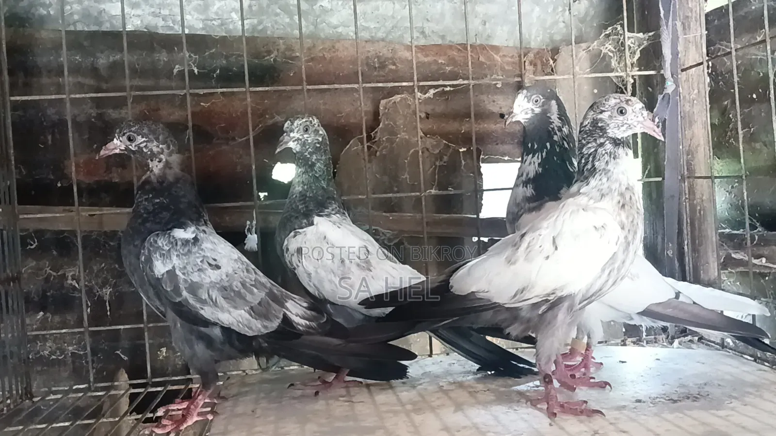 Teddy Pigeons