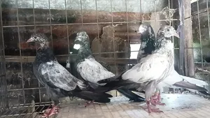 Teddy Pigeons