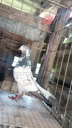 Teddy Pigeons