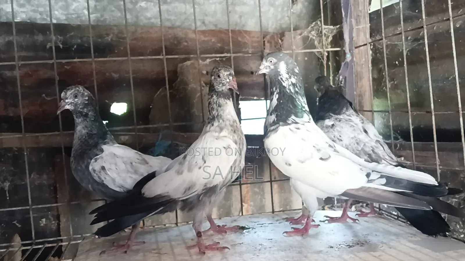 Teddy Pigeons