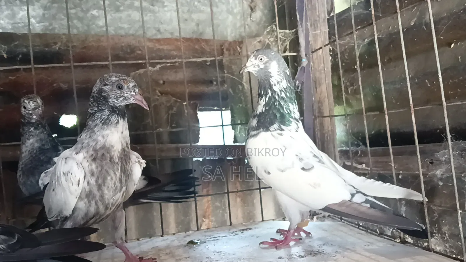 Teddy Pigeons
