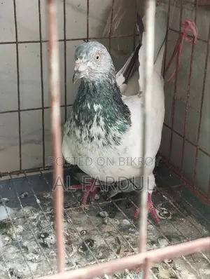 পাল্লা করা গিরিবাজ