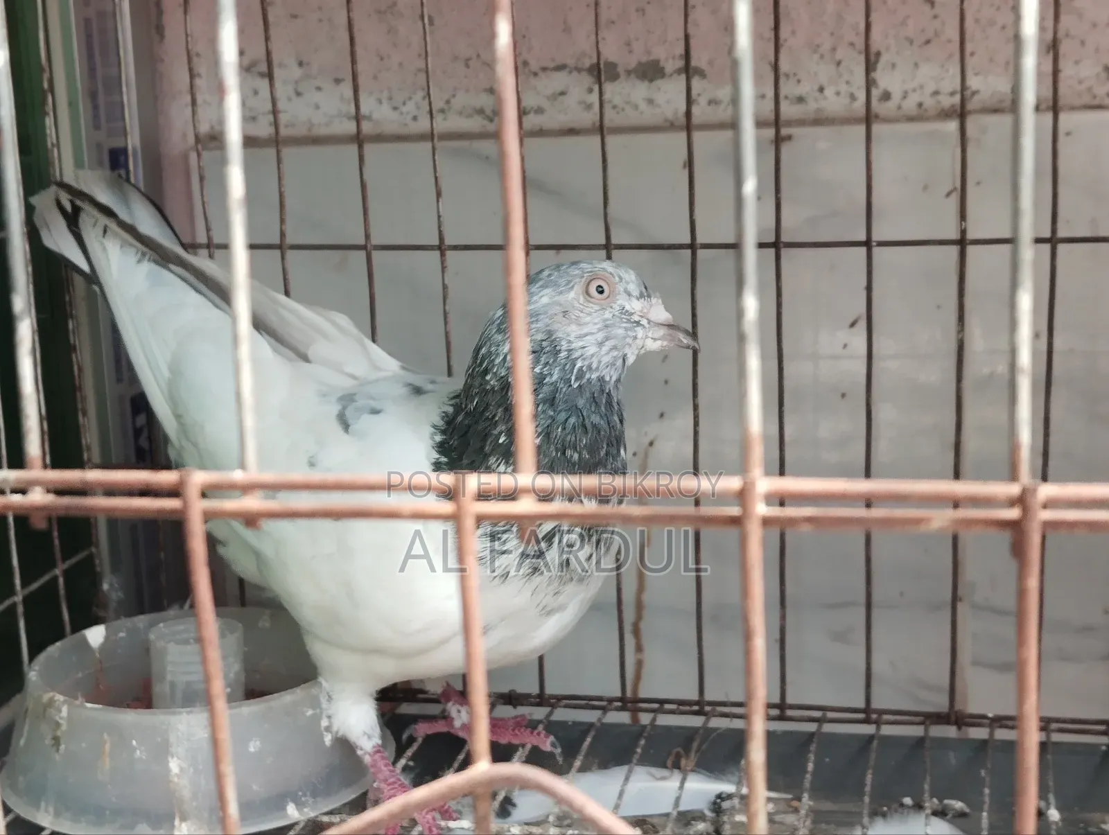 পাল্লা করা গিরিবাজ