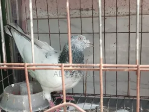 পাল্লা করা গিরিবাজ