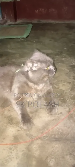 ৩-৬ মাস বয়সী পুরুষ পিওর ব্রেড পার্সিয়ান
